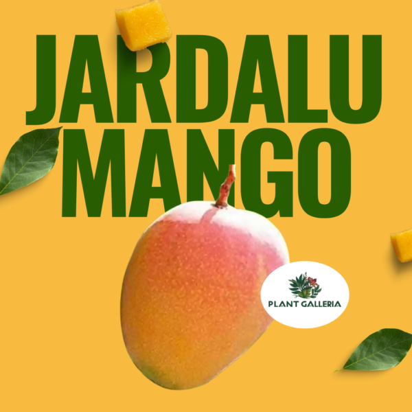 Yellow Simple Fresh Mango Promotion Instagram Post (3)