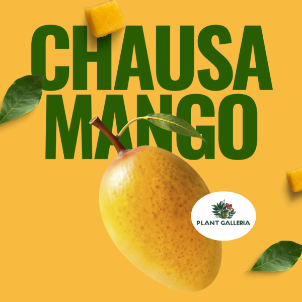 Yellow Simple Fresh Mango Promotion Instagram Post (4)